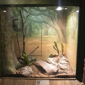 Jan. 2022 - Wild Florida - Timber Rattlesnake Exhibit
