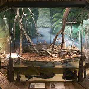 Jan. 2022 - Wild Florida - Burmese Python/Diamondback Terrapin/Florida Box Turtle Exhibit