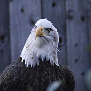 American Bald Eagle II - Millets Falconry 2021