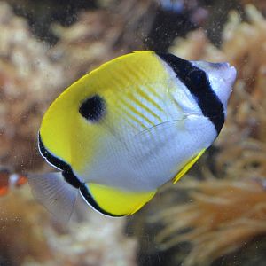 Limespot butterflyfish (Chaetodon unimaculatus)
