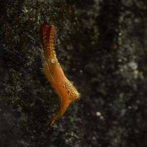 Donald Duck shrimp (Leander plumosus)