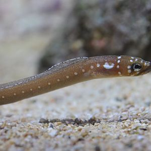 Whitespotted garden eel (Gorgasia maculata)
