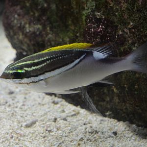 Two-lined monocle bream (Scolopsis bilineata)