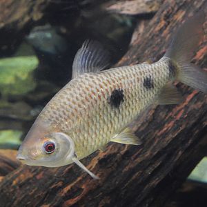 Threespot leporinus (Leporinus friderici)