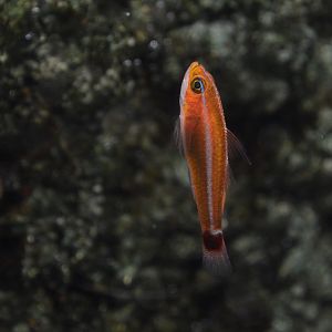 Holleman's pygmygoby (Trimma hollemani)