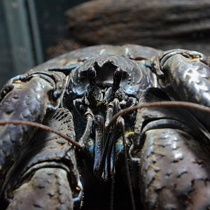 Coconut crab (Birgus latro)
