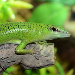 Emerald skink (Lamprolepis smaragdina)