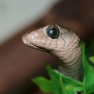 Western black tree snake (Thrasops occidentalis)