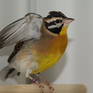 Golden-breasted bunting (Emberiza flaviventris)