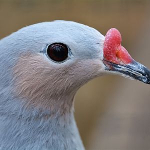 Red-knobbed imperial-pigeon (Ducula rubricera rufigula)