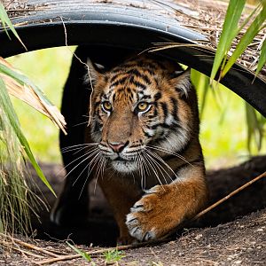 Sumatran tiger, N'dari