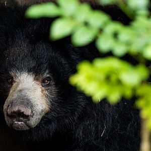 Sloth bear