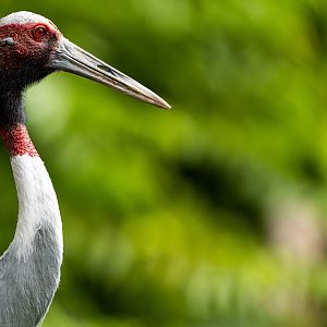 Sarus crane