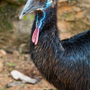 Gannicus, southern cassowary