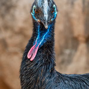 Gannicus, southern cassowary