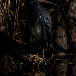 Tricolored heron