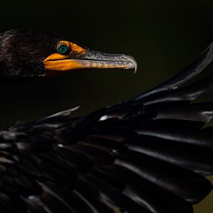 Double-crested cormorant