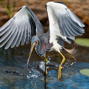 Tricolored heron