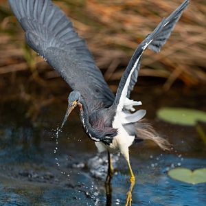 Tricolored heron