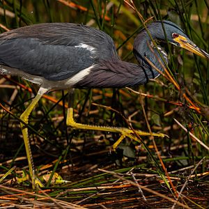 Tricolored heron