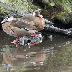 Brazilian teal (Amazonetta brasiliensis)