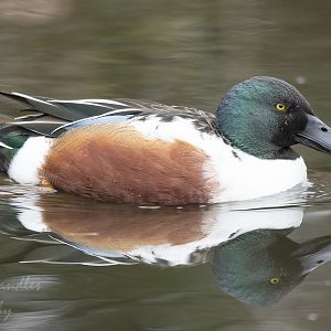 Northern shoveler (Spatula clypeata)