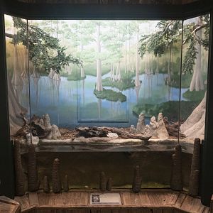 Jan. 2022 - Wild Florida - Reptiles of Florida - Florida Cottonmouth Exhibit