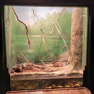 Jan. 2022 - Wild Florida - Reptiles of Florida - Dusky Pygmy Rattlesnake/Spotted Turtle Exhibit