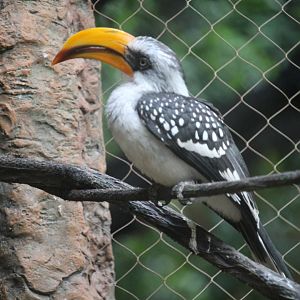 Eastern Yellow Bill Hornbill (Tockus flavirostris)