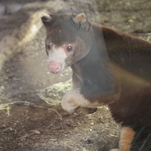 Matschie’s Tree Kangaroo (Dendrolagus matschiei)