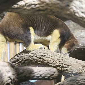 Matschie’s Tree Kangaroo