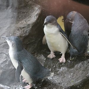 Little Blue Penguins (Eudyptula minor)