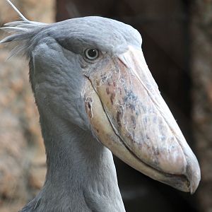 Shoebill (Balaeniceps rex)
