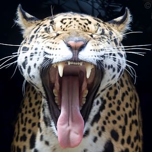 Jaguar (Panthera onca)
