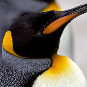 King penguin (Aptenodytes patagonicus)