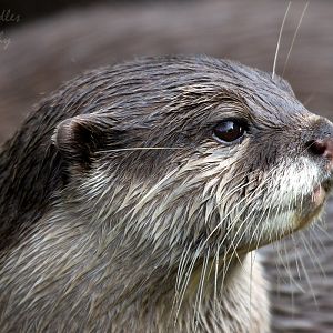 Asian small-clawed otter (Aonyx cinereus)