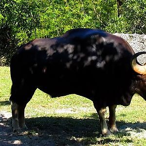 Zoo Miami 2016 - YouTube