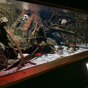 Piranha tank 240122