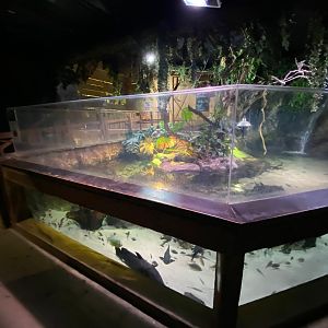 Cuvier’s Dwarf caiman exhibit 240122