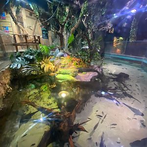 Cuvier’s Dwarf caiman exhibit 240122