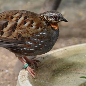 Rufous-throated partridge (Arborophila rufogularis)