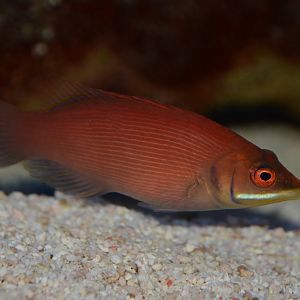 Striated wrasse (Pseudocheilinus evanidus)