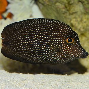 Jewelled tang (Zebrasoma gemmatum)