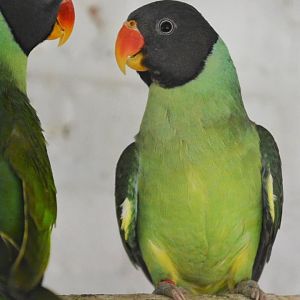 Slaty-headed parakeet (Psittacula himalayana)
