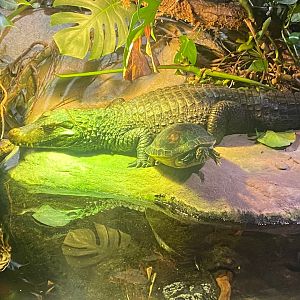 Cuvier’s dwarf caiman and friend 240122