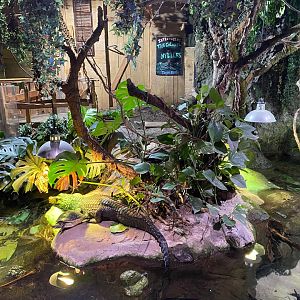 Cuvier’s Dwarf caiman exhibit 240122