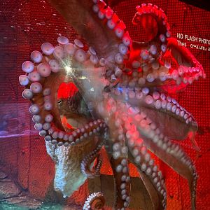 Giant Pacific octopus 240122