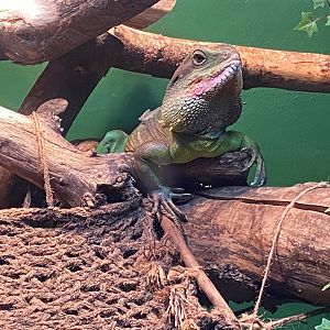 Chinese water dragon 240122