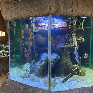Display tank 240122