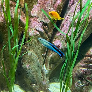 Bluestreak cleaner wrasse 240122